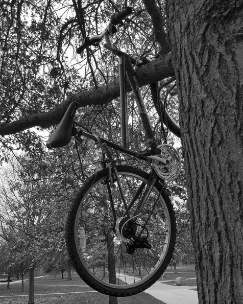 Bikes falling from the sky can be a serious issue. They can end up in strange places, such as in trees on the tundra. (Northern Review photo/Alex Dyke)